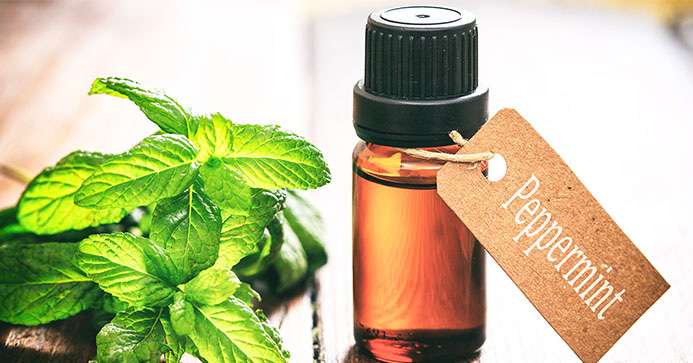 Nane yağı - Evde Migren tedavisi